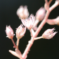 sedum_cepaea3md