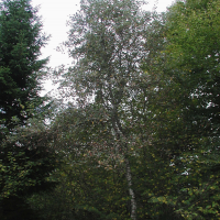 Sorbus mougeoti (Alisier de Mougeot)