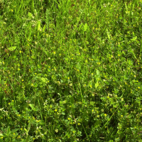 Trifolium dubium (Petit trèfle jaune, trèfle douteux)