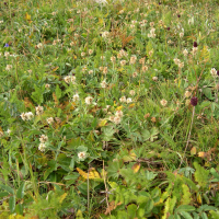 Trifolium montanum (Trèfle de montagne)