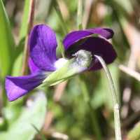 Viola_tricolor (Viola tricolor)