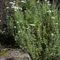 Achillea ptarmica ssp. pyrenaica (Achillée des Pyrénées)