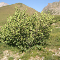 Alnus viridis (Aulne vert)