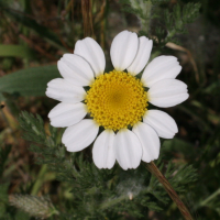 Anthemis arvensis (Fausse camomille)