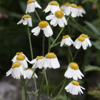 anthemis_triumfetti2md (Anthemis triumfetti)