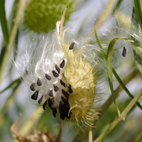 asclepias_fruticosus5bd