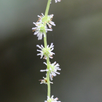 boehmeria_macrophylla5md