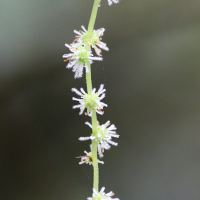 boehmeria_macrophylla5md (Boehmeria macrophylla)