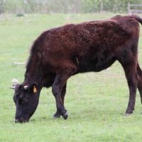 Bos taurus (17) (Vache race Rouge Flamande)