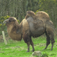 Camelus bactrianus (Chameau)