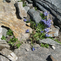 Campanula cenisia (Campanule du Mont-Cenis)