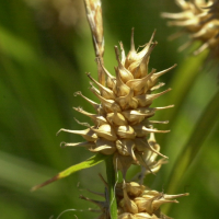 carex_rostrata3md (Carex rostrata)