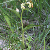 Cephalanthera damasonium (Céphalanthère de Damas, Céphalanthère à grandes fleurs)
