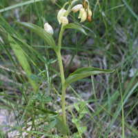 cephalanthera_damasonium1md (Cephalanthera damasonium)