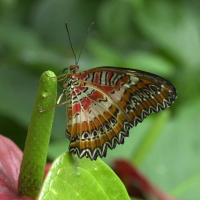 Cethosia_biblis (Cethosia biblis)