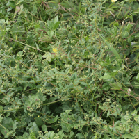 Euphorbia hypericifolia (Chamaesyce, Euphorbe)