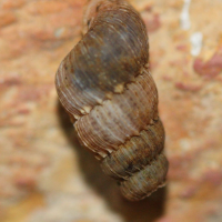 Chondropoma crenulatum (Chondropoma)
