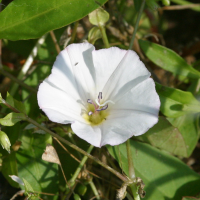 convolvulus_arvensis2bd (Convolvulus arvensis)