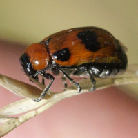 coptocephala_scopolina (Coptocephala scopolina)