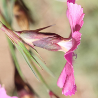 dianthus_pavonius3md (Dianthus pavonius)