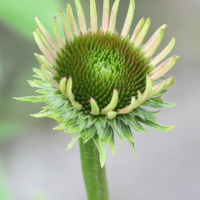 echinacea_purpurea2md (Echinacea purpurea)