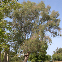 eucalyptus_camaldulensis4md