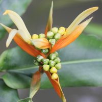 heliconia_aurantiaca3md