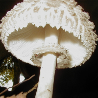 lepiota_procera2bd