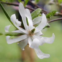 magnolia_stellata5md