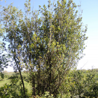 Phillyrea latifolia (Filaire, Alavert)