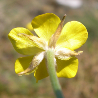 ranunculus_paludosus3md