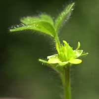 ranunculus_parviflorus3md