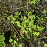 ranunculus_parviflorus5bd