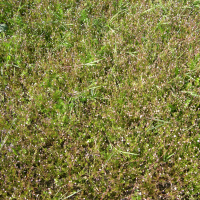 Spergula arvensis (Espargoutte)