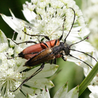 anastrangalia_sanguinolenta4md (Anastrangalia sanguinolenta)