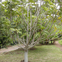 artocarpus_altilis2md