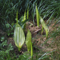 arum_italicum2md (Arum italicum)