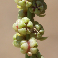 beta_maritima8md (Beta vulgaris ssp. maritima)