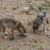 canis_lupus_chanco1 (Canis lupus)