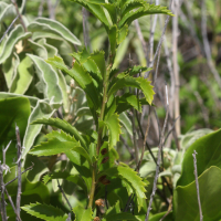 Capraria biflora (Capraria, Thé des Antilles, Thé-pays)