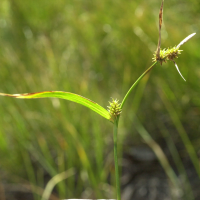 carex_viridula_oedocarpa1md (Carex demissa)