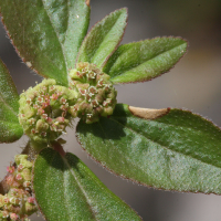 Euphorbia hirta (Chamaesyce, Euphorbe)