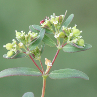 chamaesyce_hypericifolia2md (Euphorbia hypericifolia)