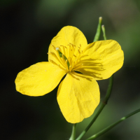 chelidonium_majus3bd (Chelidonium majus)