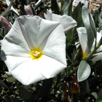 convolvulus_cneorum2md (Convolvulus cneorum)