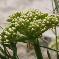 crithmum_maritimum4md (Crithmum maritimum)