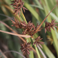 cyperus_luzulae2md (Cyperus luzulae)