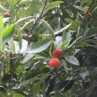 diospyros_blancoi2md