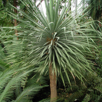 Dracaena draco (Dragonnier commun, Dragonnier des Canaries)