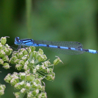 enallagma_cyathigerum4bd